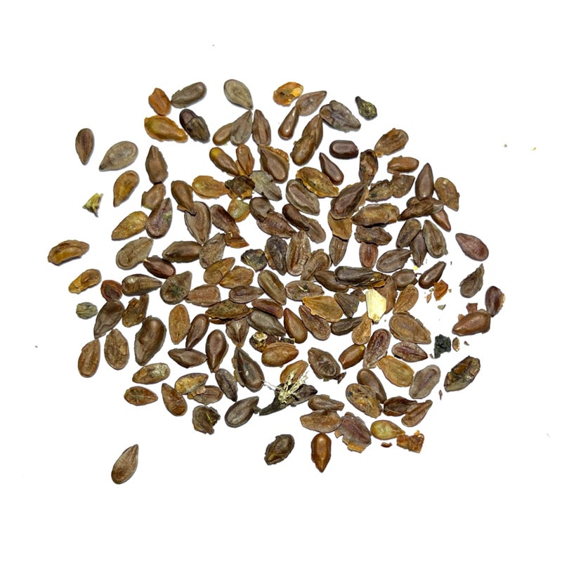 Seed Needs Pink Swamp Milkweed Seeds for Planting - Heirloom & Untreated - Grow a Butterfly Garden to Attract Monarch Butterflies & Pollinators (2 Packs) - Image 5